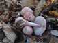 Rózsás kígyógomba (Mycena rosea), Őrség